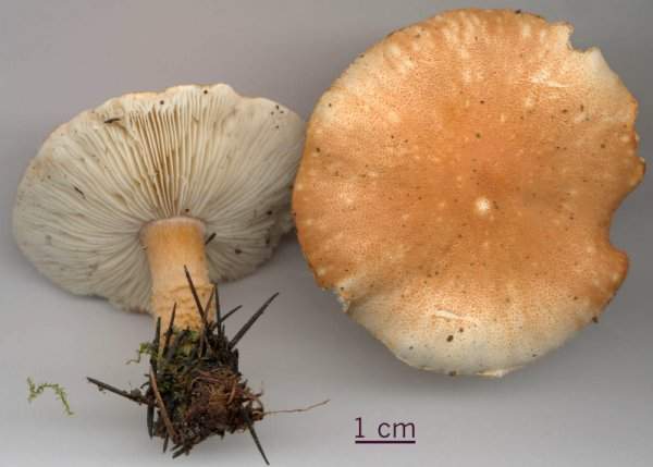 Cystoderma terreyi